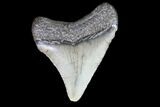 Juvenile Megalodon Tooth - Georgia #83681-1